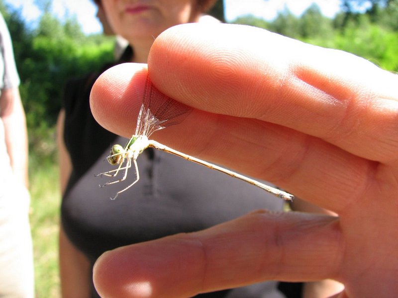 6418 Leste barbare (mâle)